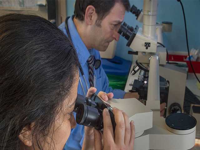 Two people looking into microscopes.